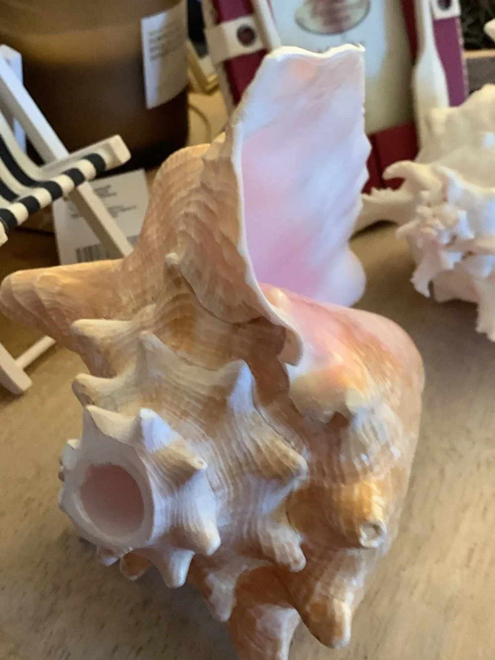 Decorative Pink and Cream Conch Shell Accent